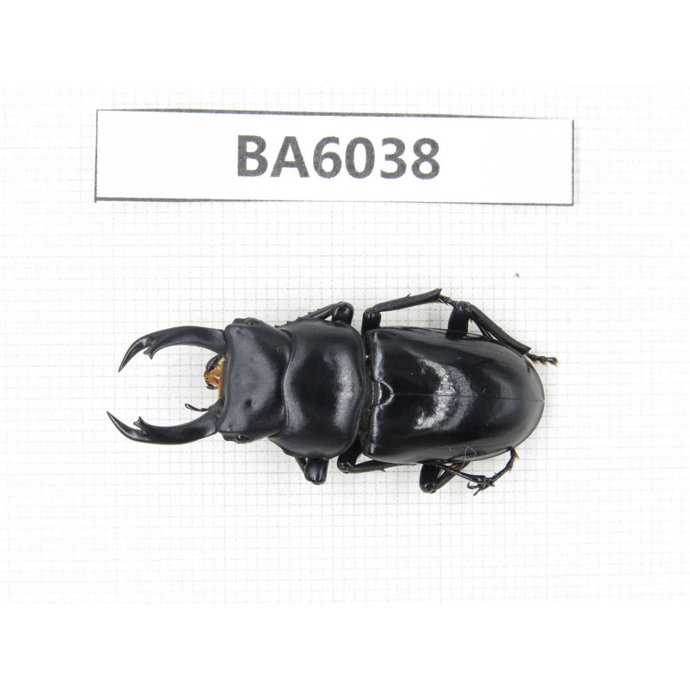 Dorcus sp. Myanmar, Kechin, Nanse. 1M. BA6038.