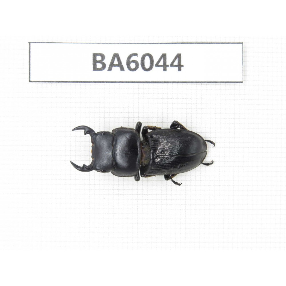 Dorcus sp. Myanmar, Kechin, Nanse. 1M. BA6044.