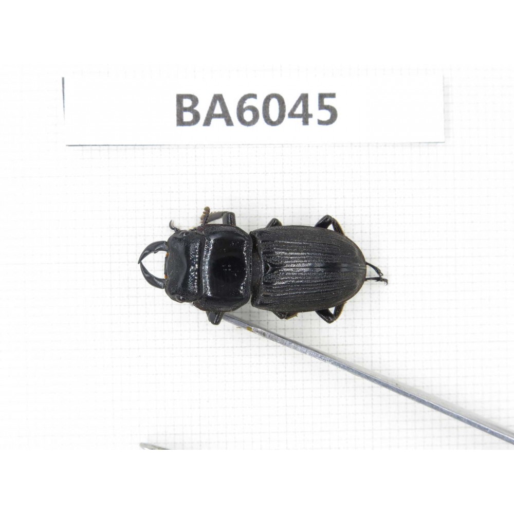 Dorcus sp. Myanmar, Kechin, Nanse. 1M. BA6045.
