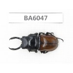 Dorcus sp. Myanmar, Kechin, Nanse. 1M. BA6047.