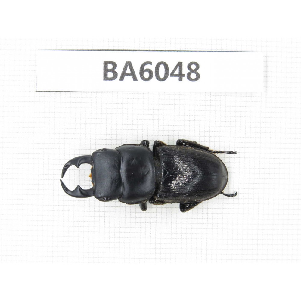 Dorcus sp. Myanmar, Kechin, Nanse. 1M. BA6048.