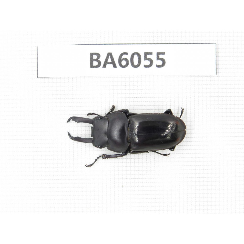 Dorcus sp. Myanmar, Kechin, Nanse. 1M. BA6055.