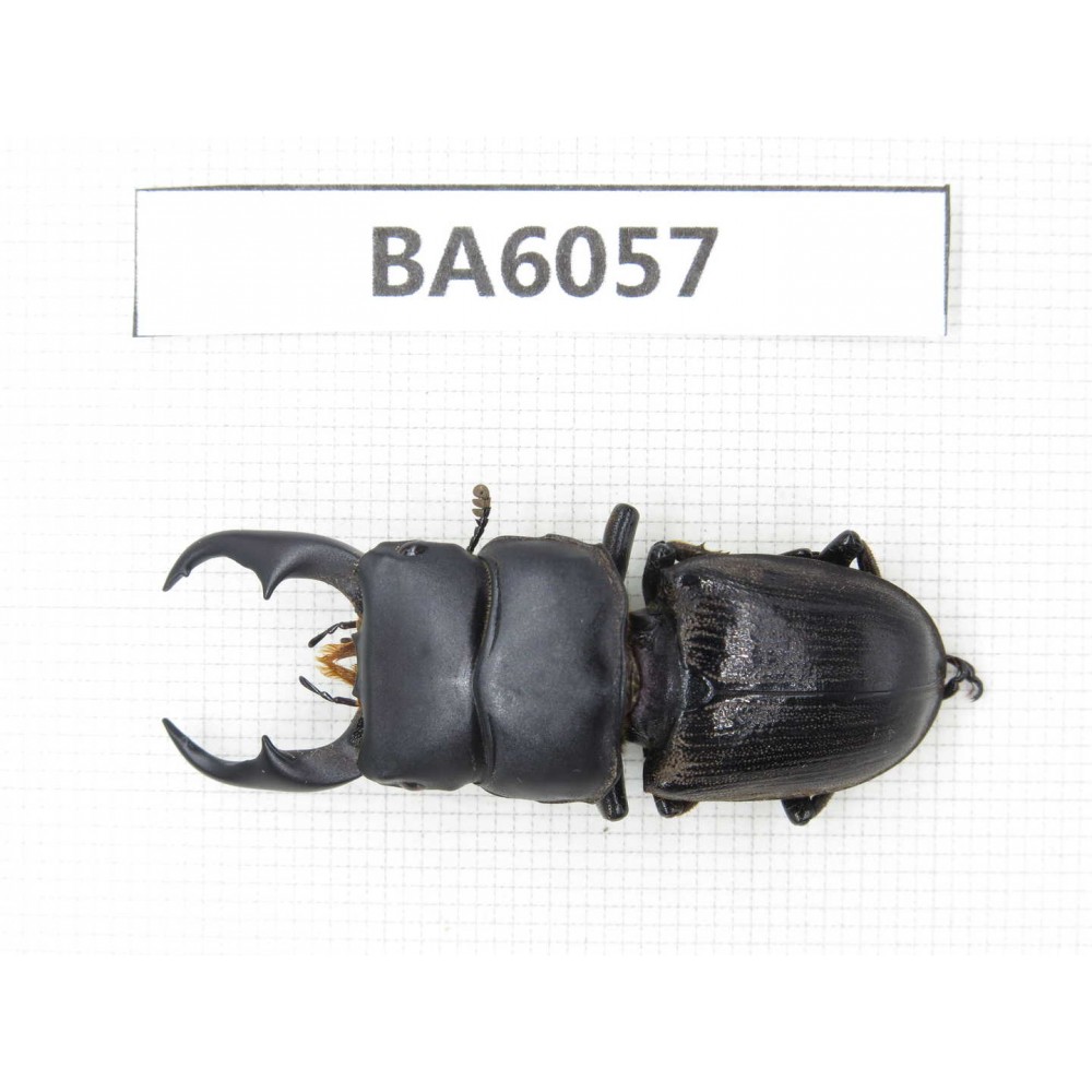 Dorcus sp. Myanmar, Kechin, Nanse. 1M. BA6057.