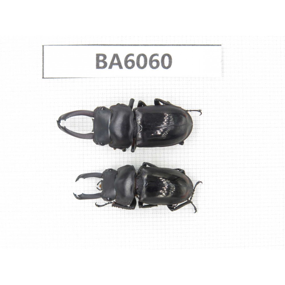Dorcus sp. Myanmar, Kechin, Nanse. 2M. BA6060.