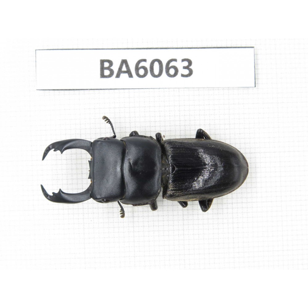 Dorcus sp. Myanmar, Kechin, Nanse. 1M. BA6063.