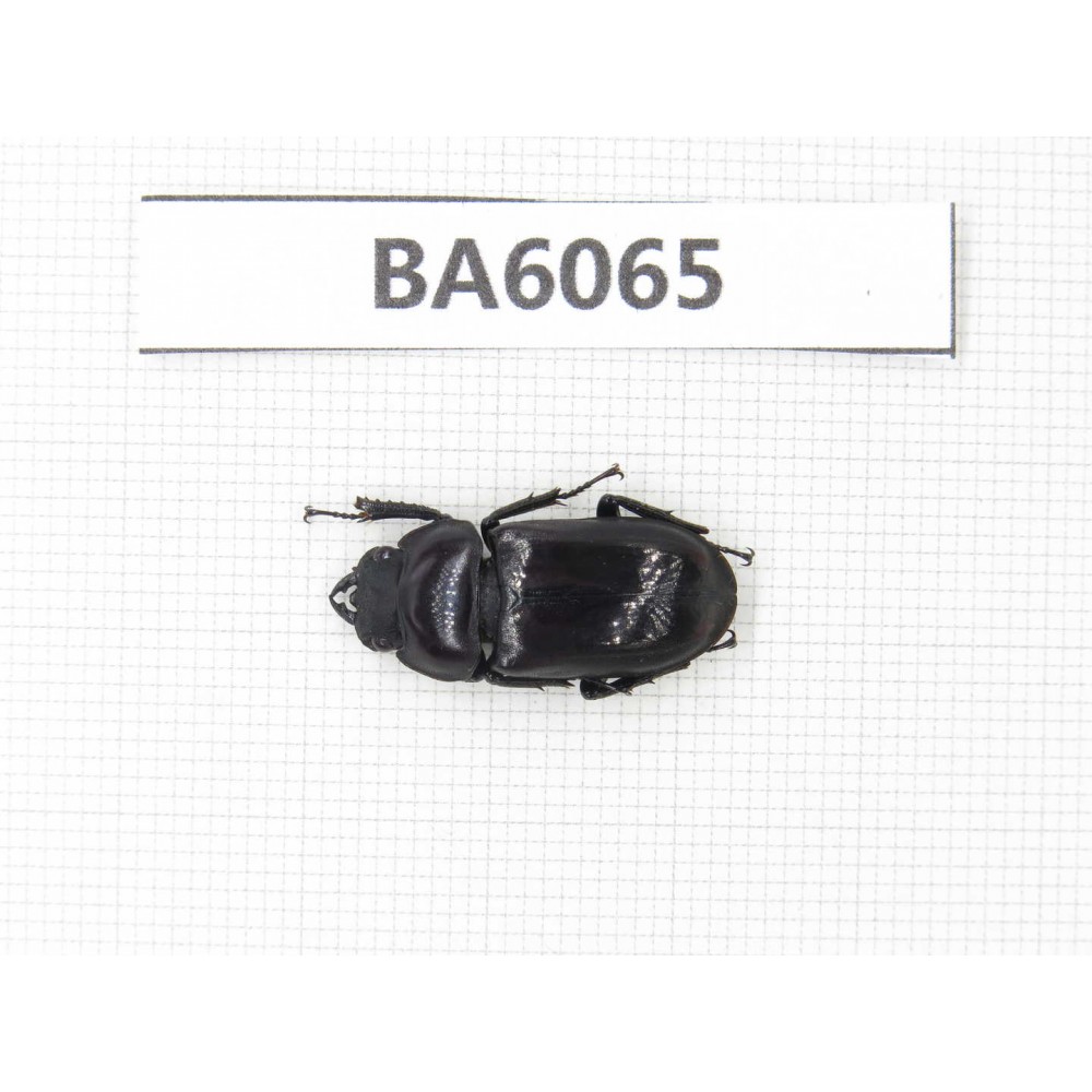 Dorcus sp. Myanmar, Kechin, Nanse. 1F. BA6065.