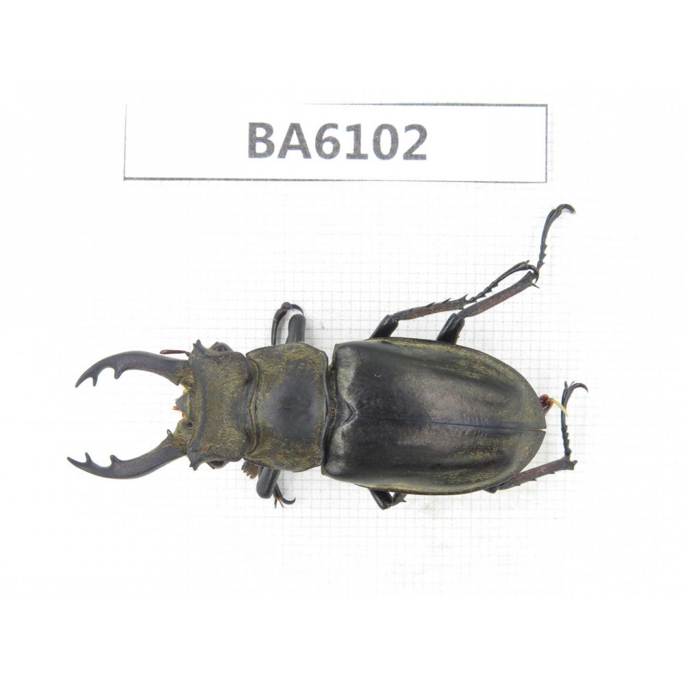 Lucanus nangsara. Myanmar, Kechin, Nanse. 1M. BA6102.