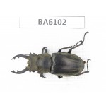 Lucanus nangsara. Myanmar, Kechin, Nanse. 1M. BA6102.