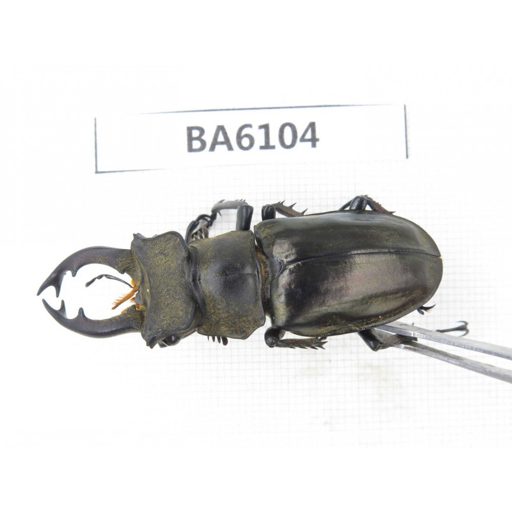 Lucanus nangsara. Myanmar, Kechin, Nanse. 1M. BA6104.