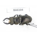 Lucanus nangsara. Myanmar, Kechin, Nanse. 1M. BA6104.