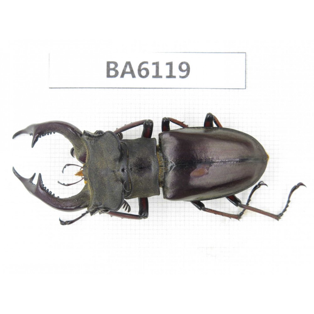 Lucanus prossi. Myanmar, Kechin, Nanse. 1M. BA6119.
