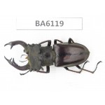 Lucanus prossi. Myanmar, Kechin, Nanse. 1M. BA6119.