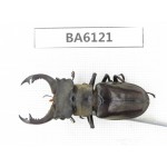 Lucanus prossi. Myanmar, Kechin, Nanse. 1M. BA6121.
