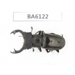 Lucanus prossi. Myanmar, Kechin, Nanse. 1M. BA6122.