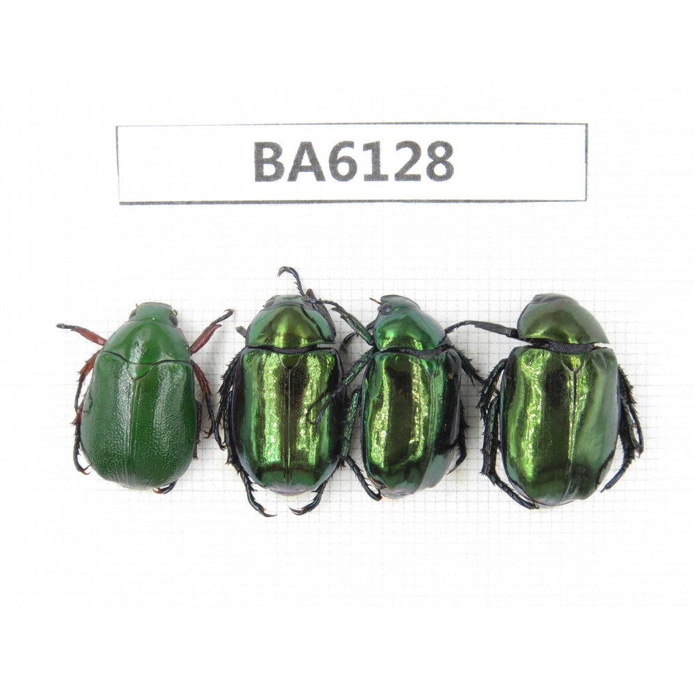 Rutelidae sp. Myanmar, Kechin, Nanse. 4Pcs. BA6128.