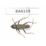 Cerambycidae sp. China, Yunnan, Nujiang, N of Mt.Biluoxueshan. 1Pcs. BA6159.