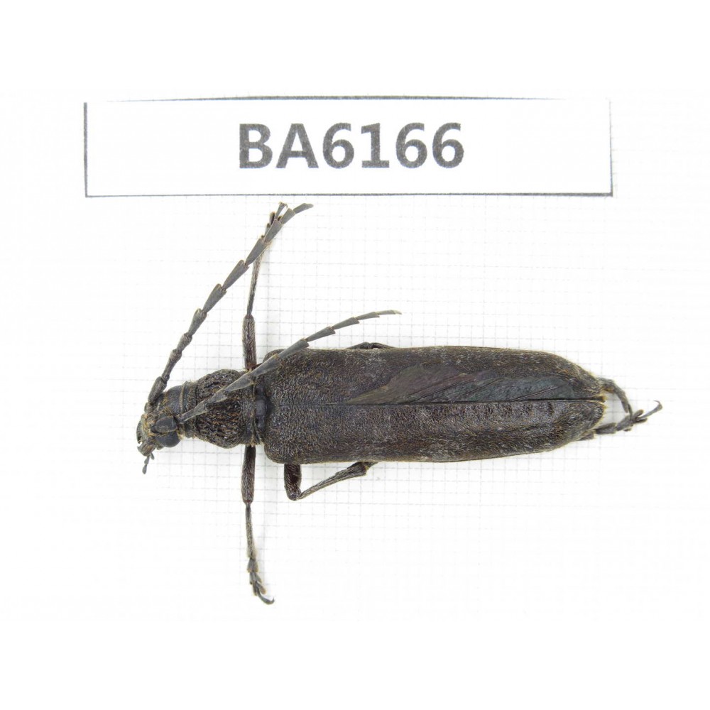 Cerambycidae sp. China, Yunnan, Nujiang, N of Mt.Biluoxueshan. 1Pcs. BA6166.