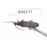 Cerambycidae sp. China, Yunnan, Xiangerila, S of Weixi county. 1Pcs. BA6177.