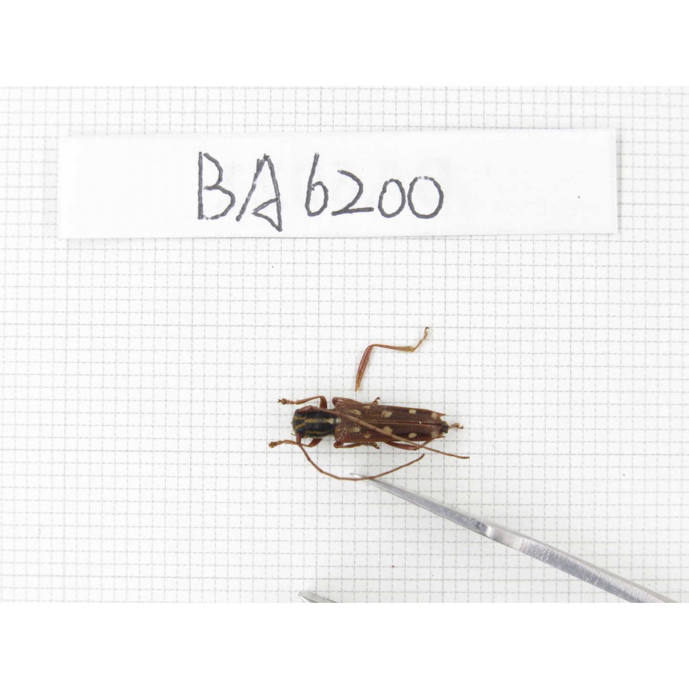 Cerambycidae sp. China, Yunnan, Nujiang, N of Mt.Biluoxueshan. 1Pcs. BA6200.