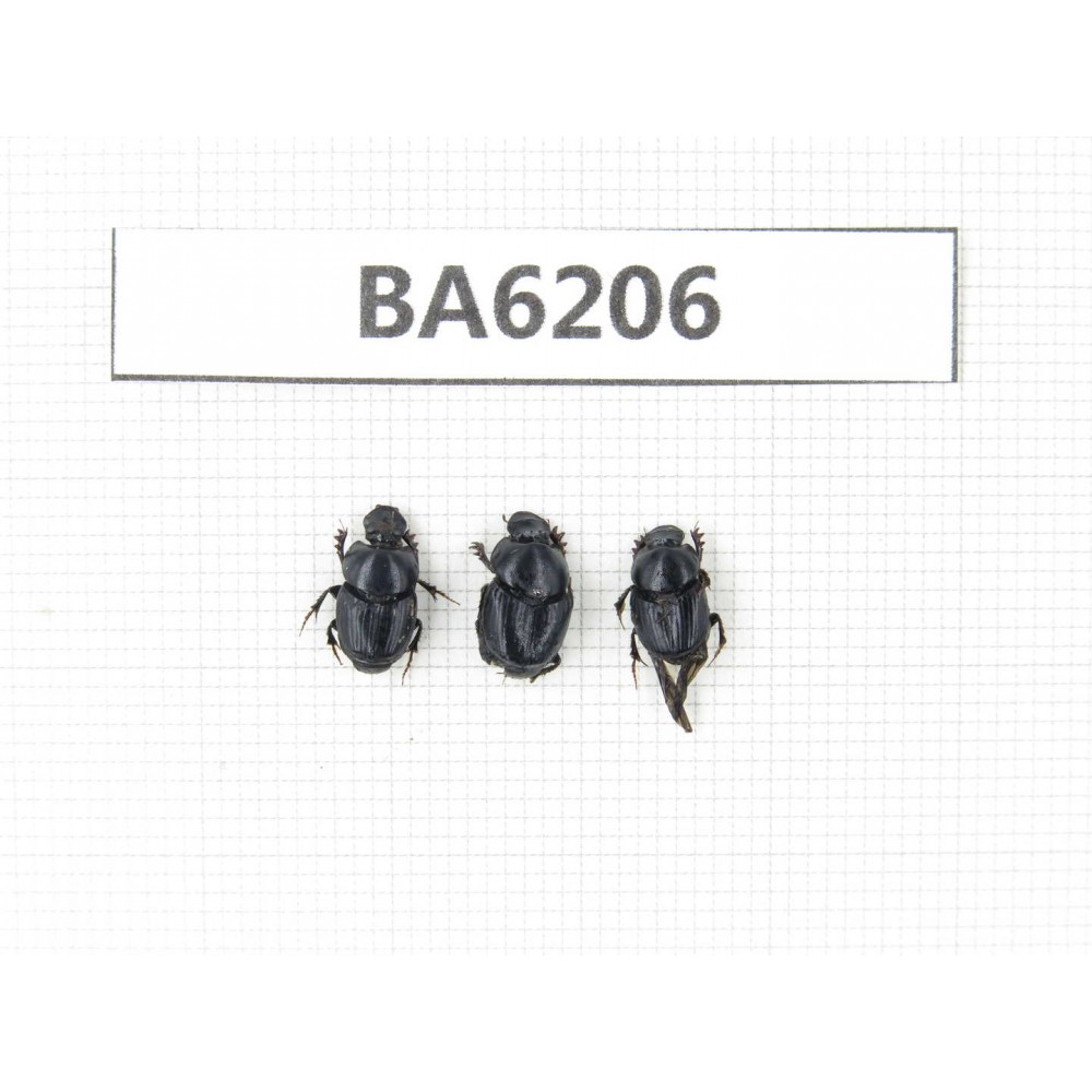 Geotrupidae sp. China, Tibet, Linzhi, Bomi county. 3Pcs. BA6206.