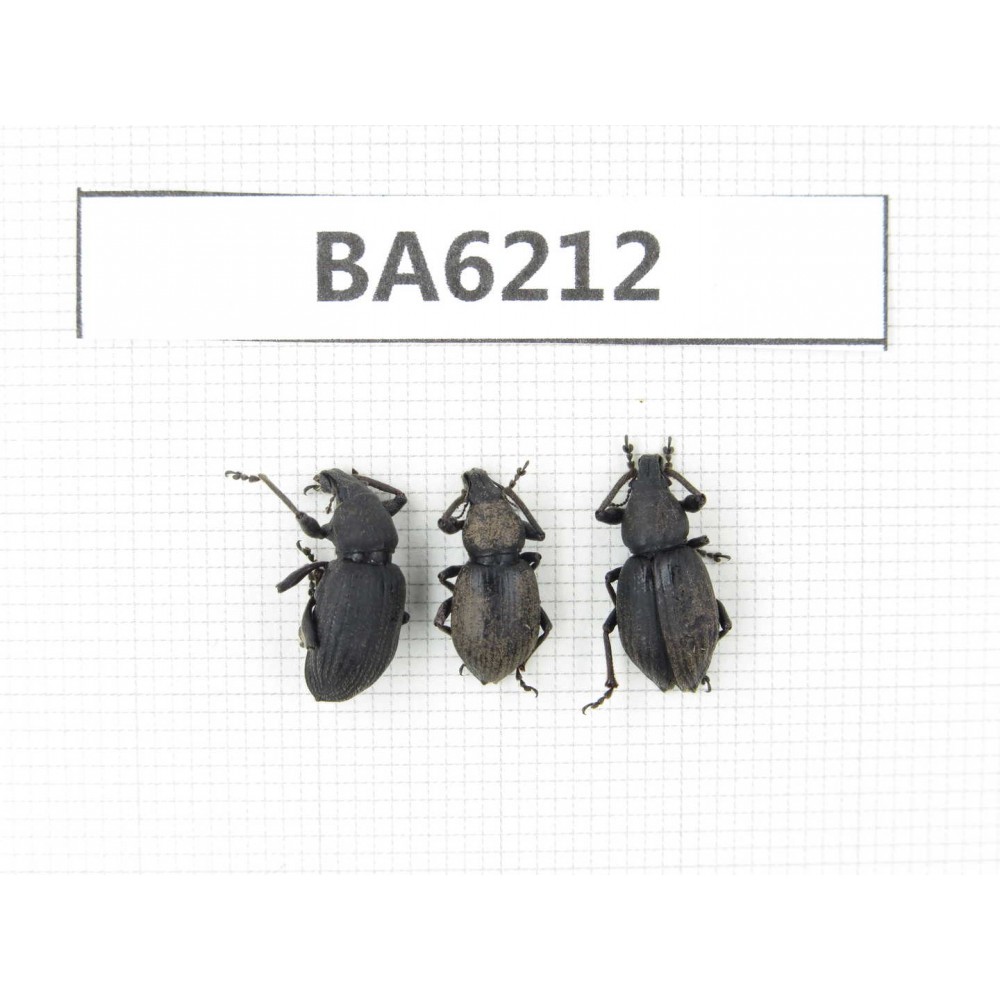 Curculionidae sp. China, Tibet, Linzhi, Bomi county. 3Pcs. BA6212.