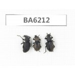 Curculionidae sp. China, Tibet, Linzhi, Bomi county. 3Pcs. BA6212.