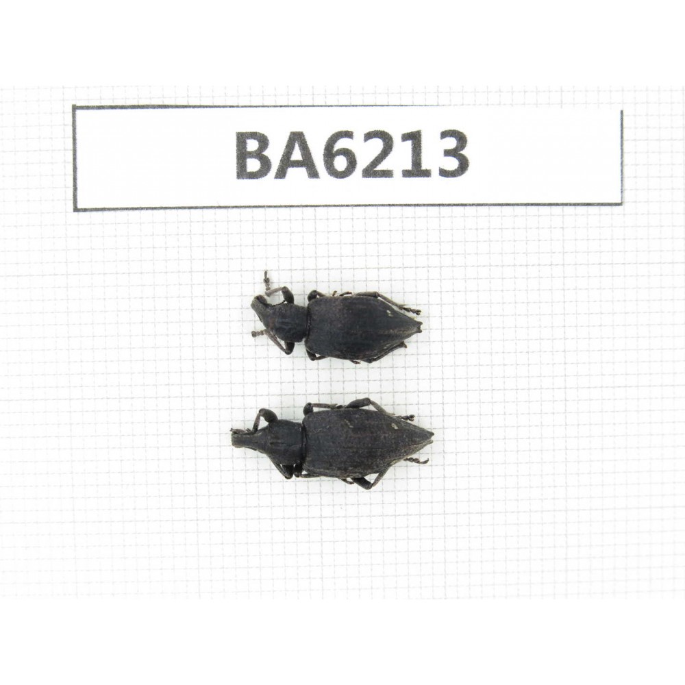 Curculionidae sp. China, Tibet, Linzhi, Bomi county. 2Pcs. BA6213.