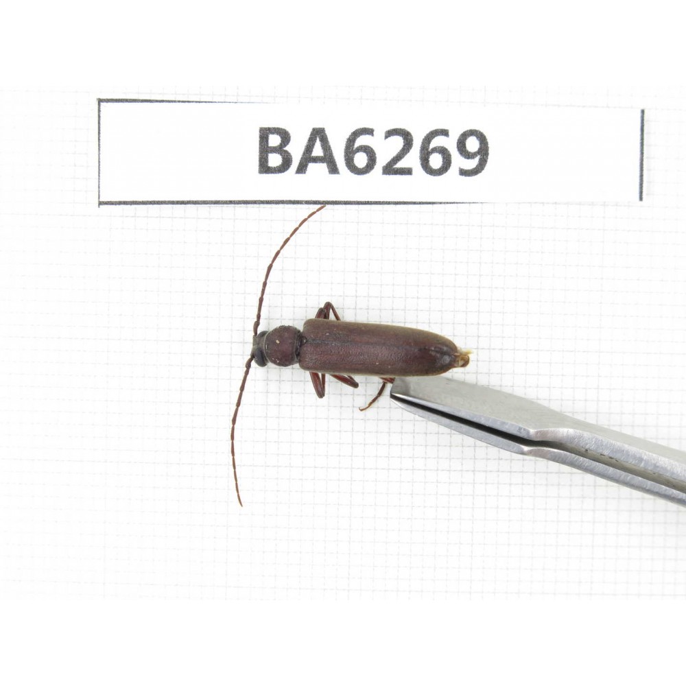 Cerambycidae sp. China, Tibet, Linzhi, Bomi county. 1Pcs. BA6269.