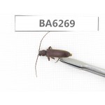 Cerambycidae sp. China, Tibet, Linzhi, Bomi county. 1Pcs. BA6269.