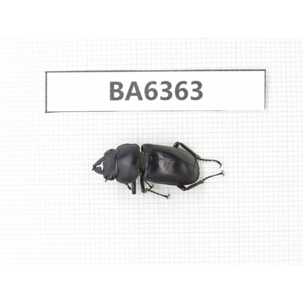 Dorcus sp. China, Tibet, Linzhi, Bomi county. 1M. BA6363.