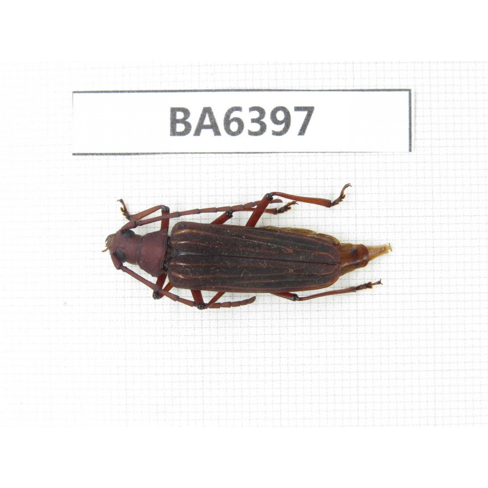 Cerambycidae sp. Myanmar, Kechin, Nanse. 1Pcs. BA6397.