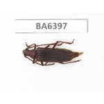 Cerambycidae sp. Myanmar, Kechin, Nanse. 1Pcs. BA6397.