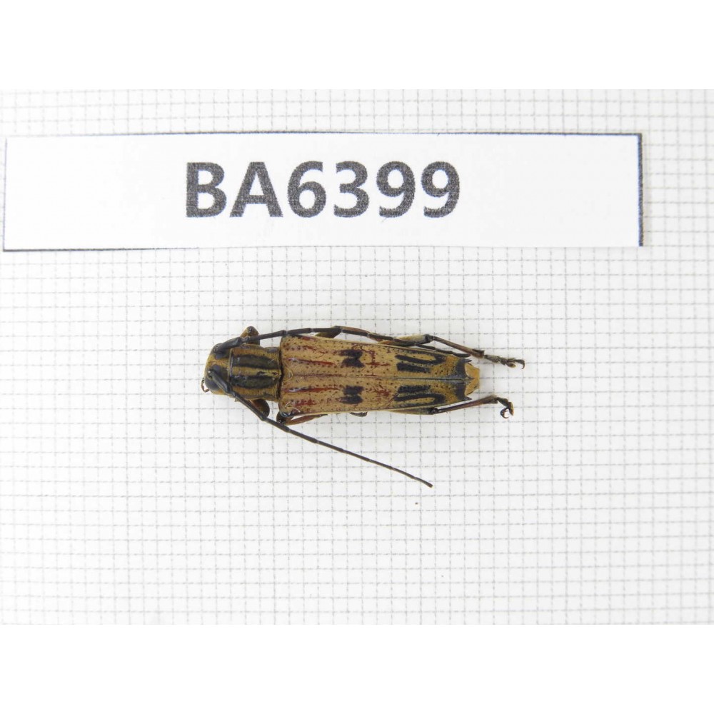 Cerambycidae sp. Myanmar, Kechin, Nanse. 1Pcs. BA6399.