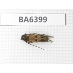 Cerambycidae sp. Myanmar, Kechin, Nanse. 1Pcs. BA6399.