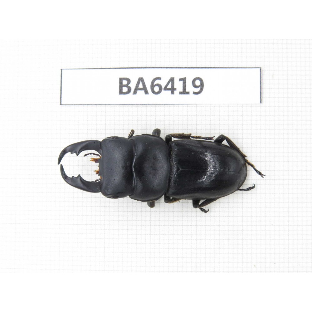 Dorcus sp. Myanmar, Kechin, Nanse. 1M. BA6419.