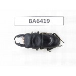 Dorcus sp. Myanmar, Kechin, Nanse. 1M. BA6419.