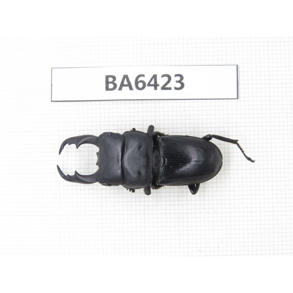 Dorcus sp. Myanmar, Kechin, Nanse. 1M. BA6423.