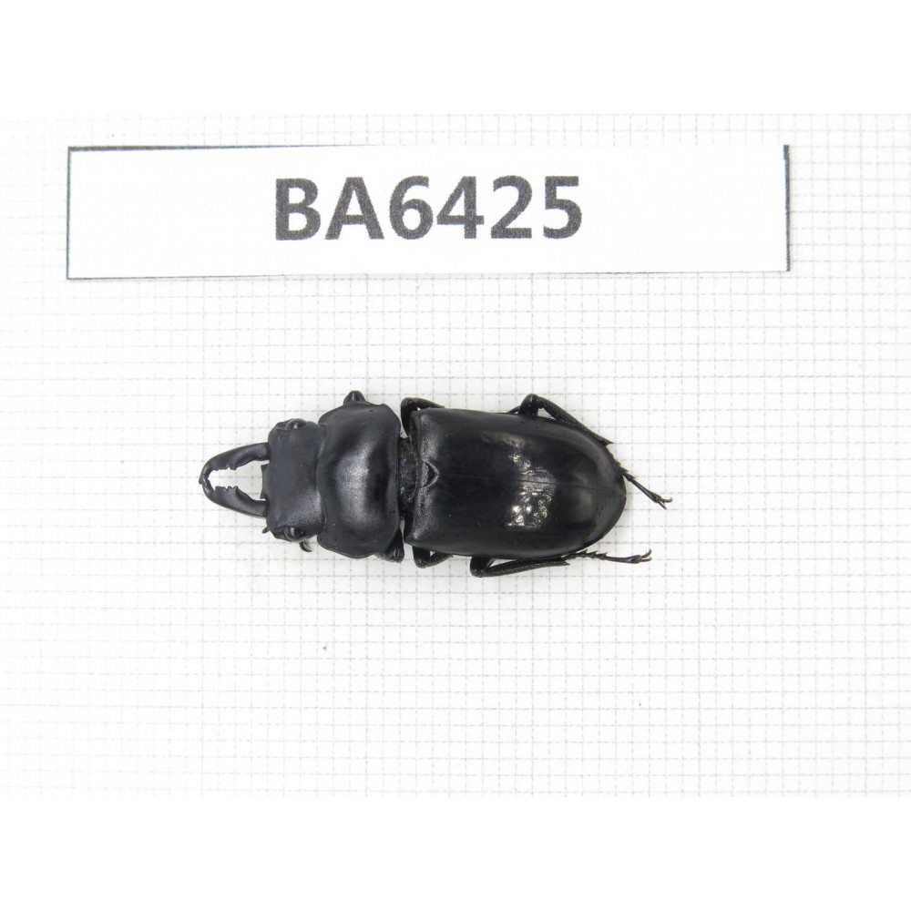 Dorcus sp. Myanmar, Kechin, Nanse. 1M. BA6425.