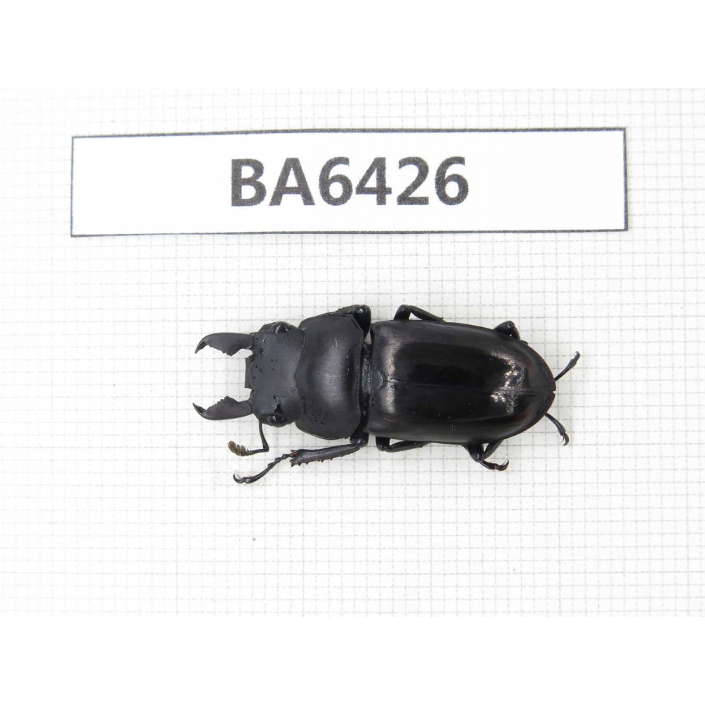 Dorcus sp. Myanmar, Kechin, Nanse. 1M. BA6426.
