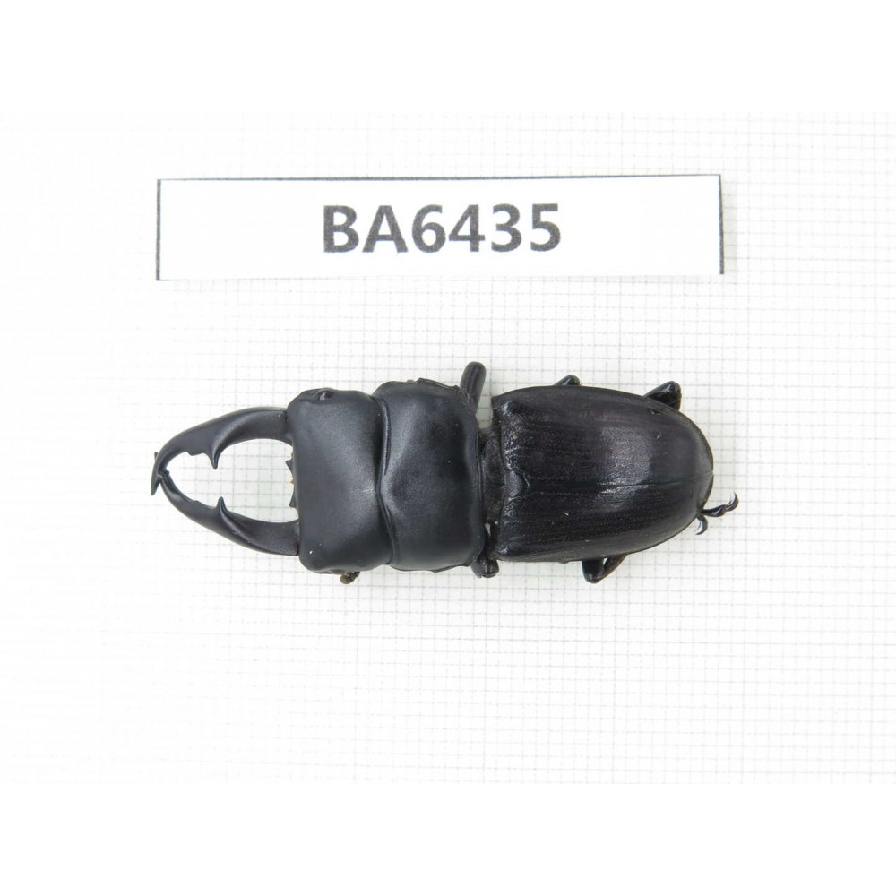 Dorcus sp. Myanmar, Kechin, Nanse. 1M. BA6435.
