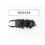 Dorcus sp. Myanmar, Kechin, Nanse. 1M. BA6436.