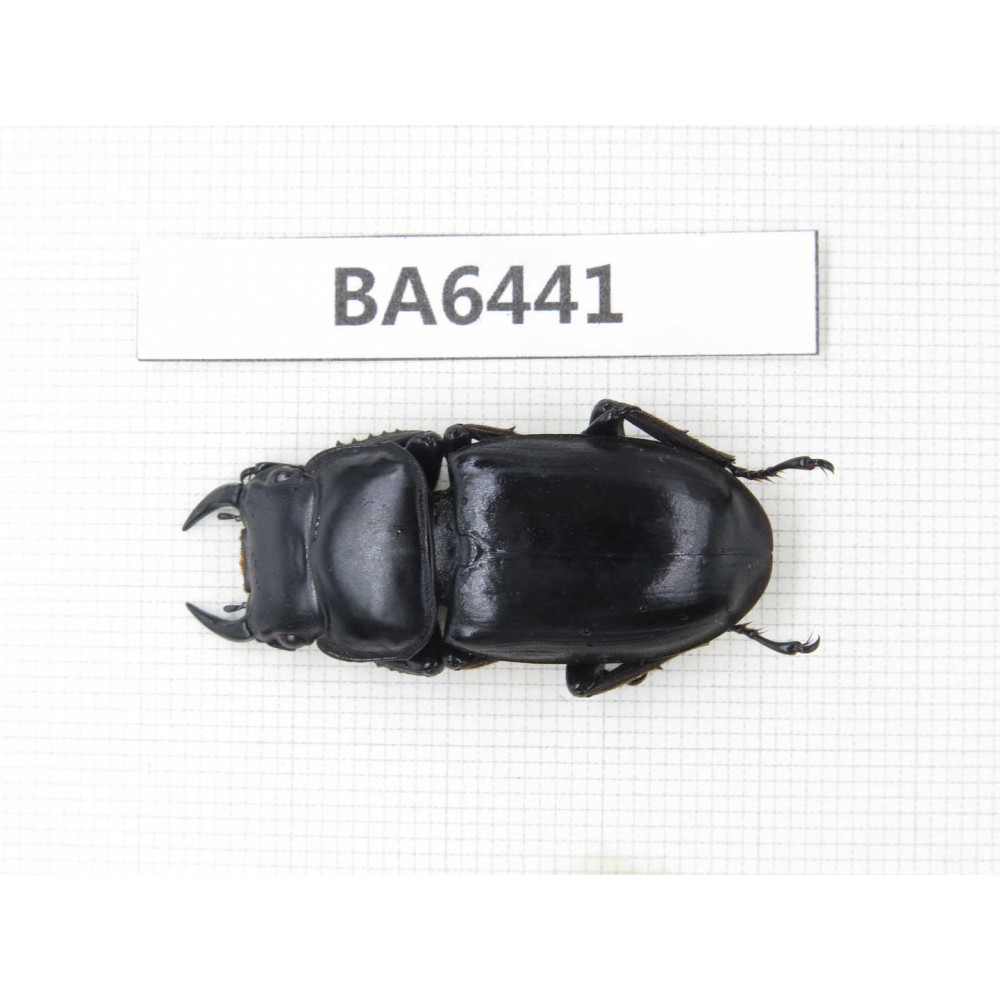 Dorcus sp. Myanmar, Kechin, Nanse. 1M. BA6441.