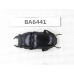 Dorcus sp. Myanmar, Kechin, Nanse. 1M. BA6441.