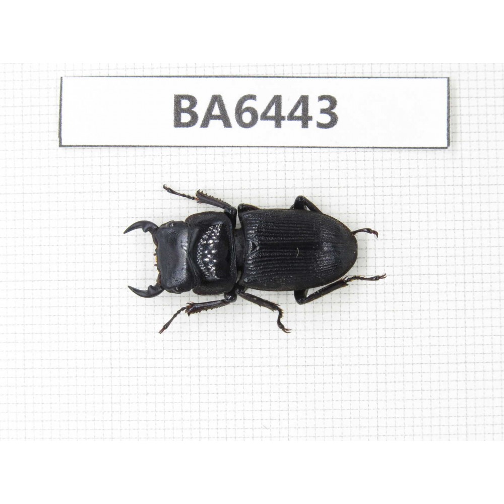 Dorcus sp. Myanmar, Kechin, Nanse. 1M. BA6443.