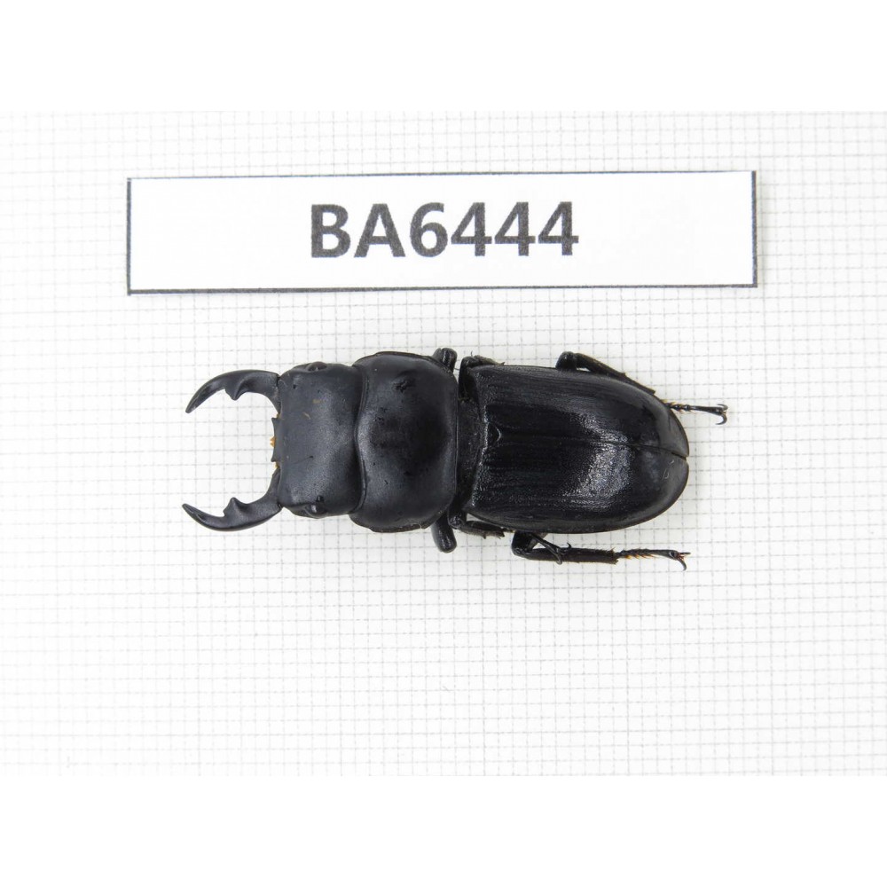 Dorcus sp. Myanmar, Kechin, Nanse. 1M. BA6444.