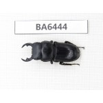 Dorcus sp. Myanmar, Kechin, Nanse. 1M. BA6444.