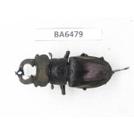 Lucanus nangsara. Myanmar, Kechin, Nanse. 1M. BA6479.