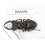 Lucanus prossi. Myanmar, Kechin, Nanse. 1M. BA6480.