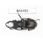 Lucanus prossi. Myanmar, Kechin, Nanse. 1M. BA6481.