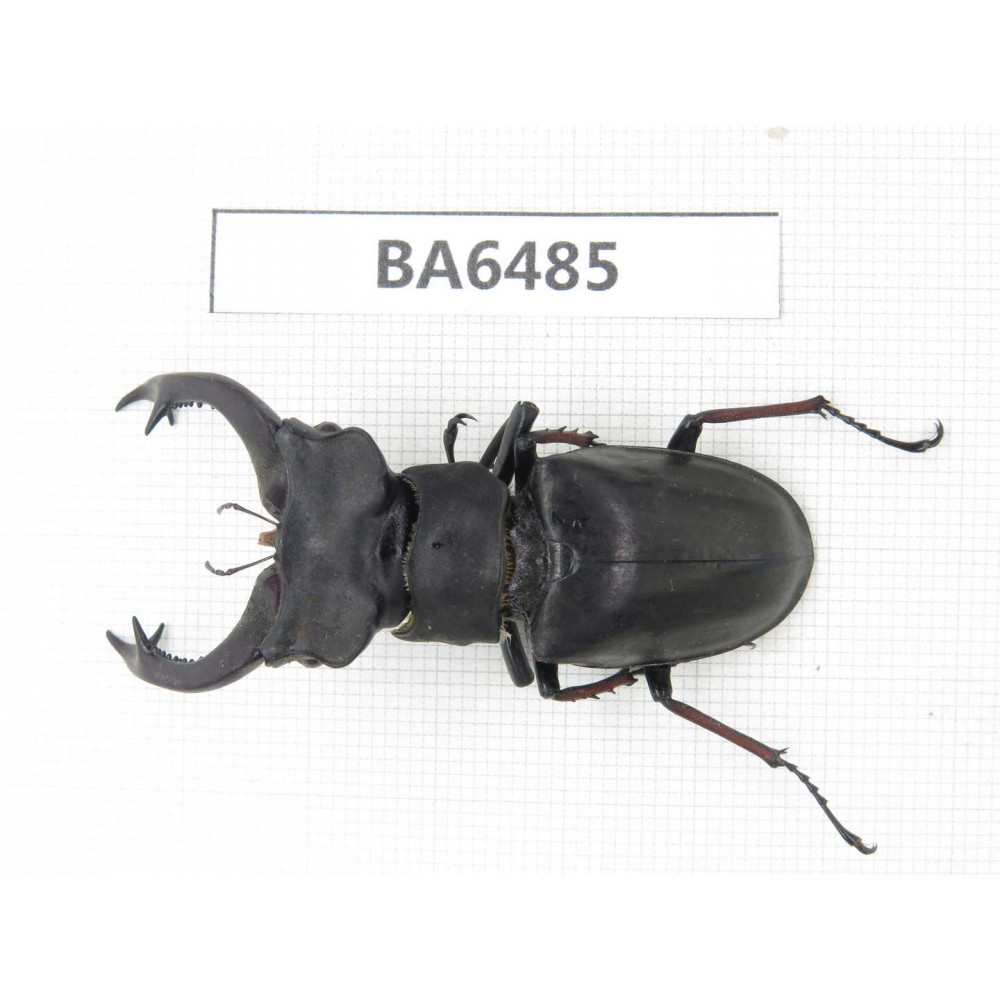 Lucanus prossi. Myanmar, Kechin, Nanse. 1M. BA6485.